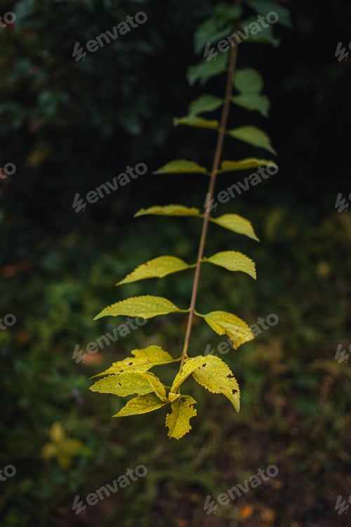 Preview: Close up image of orange autumn leaves at soft light.