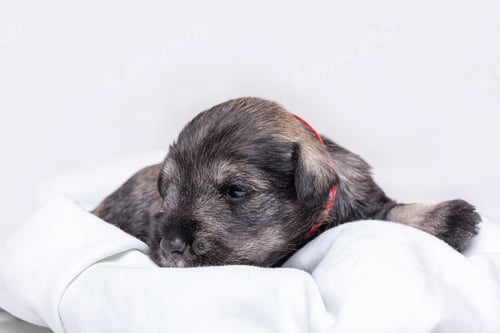 Preview: A newborn blind Miniature Schnauzer puppy sleeps curled up on a white blanket. Funny little puppy