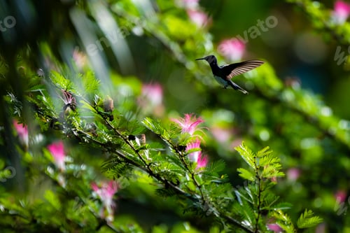 Preview: White-Necked Jacobin (Florisuga mellivora aka Collared Hummingbird), Boca Tapada, Alajuela Province,