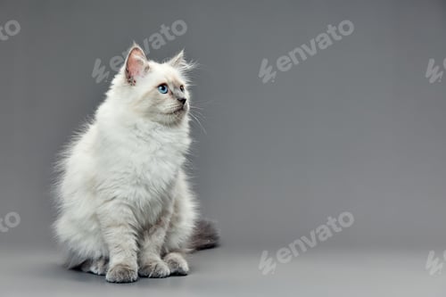 Preview: Portrait of a little white kitty on gray background, nice little kitten with big eyes , copy space