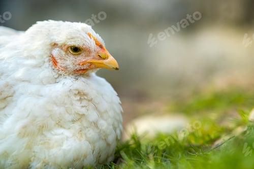 Preview: Hen feed on traditional rural barnyard. Close up of white chicken sitting on barn yard