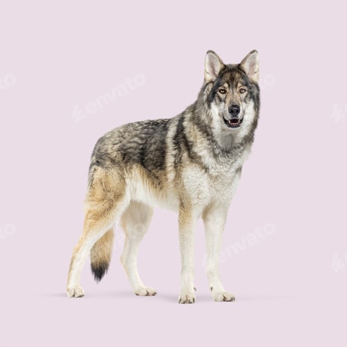 Preview: Timber Shepherd a kind of Wolfdog, looking at the camera, Isolated on white