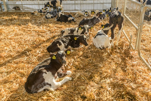 Preview: cow farm