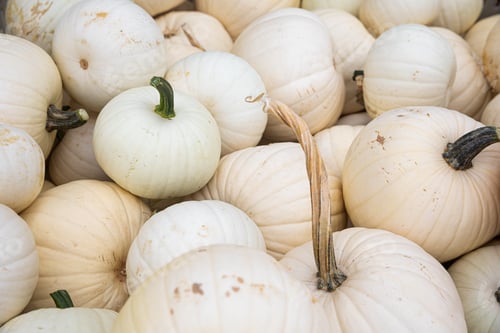 Preview: White pumpkins.