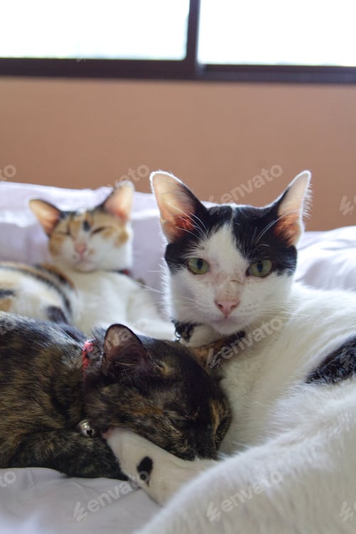 Preview: Portrait of a beautiful pet cat