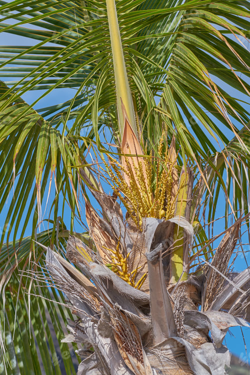 Preview: La Palma - landscape and nature