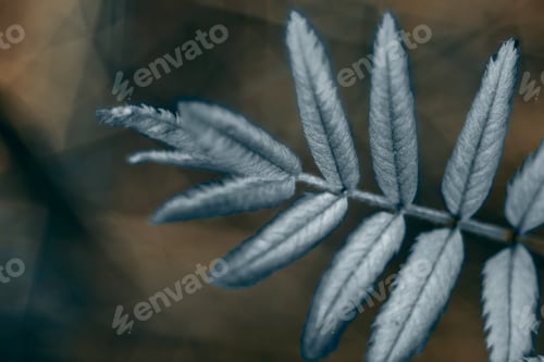 Preview: Macro shot of Rowan leaves on a blurred background