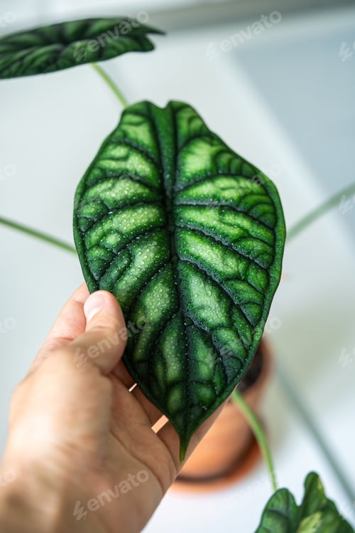 Preview: Hand touching wet leaf of Alocasia Baginda Dragon Scale with water drops in ceramic pot at home