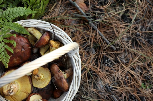 Preview: Wicker basket with fresh wild mushrooms in forest, top view. Space for text
