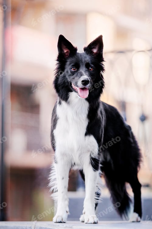 Preview: Border Collie dog walking at the city. Dog on a walk. Smart dog. Lifestyle