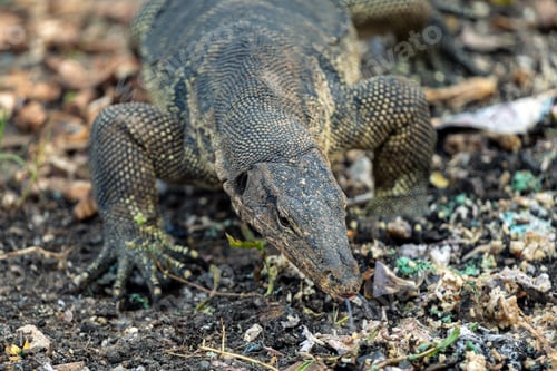 Preview: Monitor lizard (Varanus) on the hunt