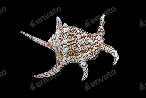 Preview: Sea shell
