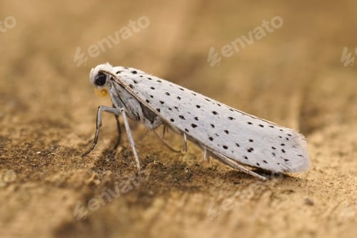 Preview: Closeup on white speckled Yponomeuta evonymella ,Bird-cherry Ermine, sitting on wood in the garden