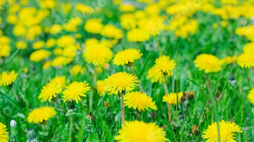 Preview: Blooming yellow dandelions in a meadow