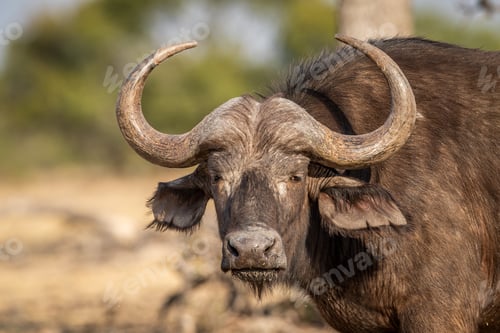 Preview: Close up of a African Buffalo starring.