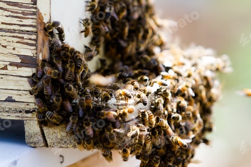 Preview: Beekeeping