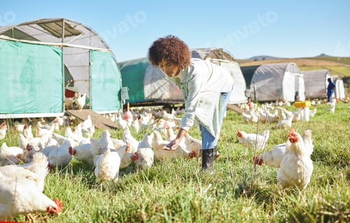 Preview: Agriculture, farming and woman feeding chickens in sustainability, eco friendly and free range indu