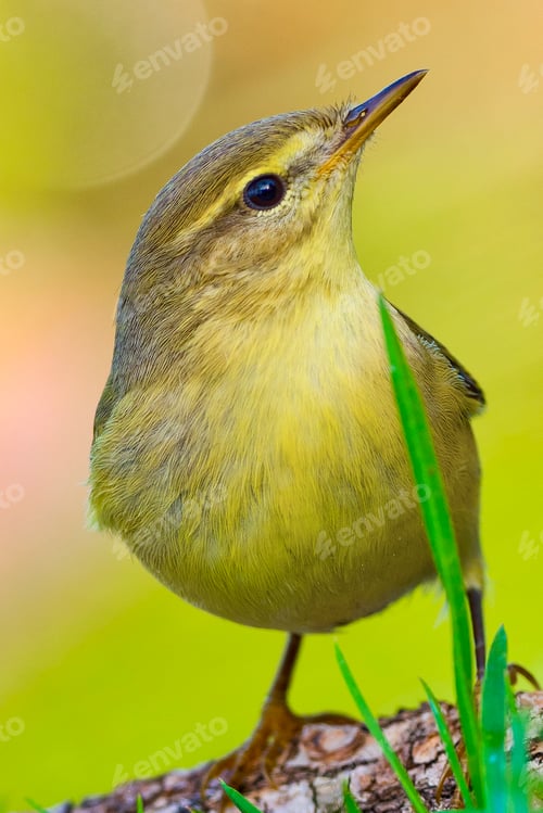 Preview: Willow Warbler, Spain