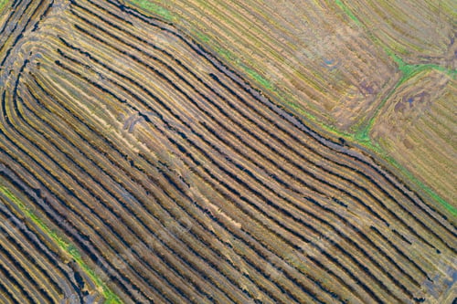 Preview: Fresh paddy rice, green agricultural field in countryside or rural area in Asia. Nature landscape.