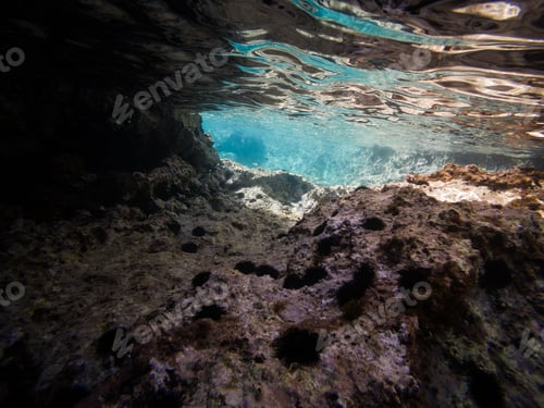 Preview: Closeup shot of various fishes swimming in the water