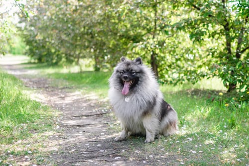 Preview: Small Keeshond dog sitting on the ground in the park and looking sideways.