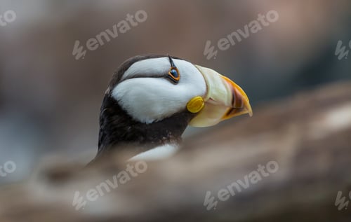 Preview: Puffin