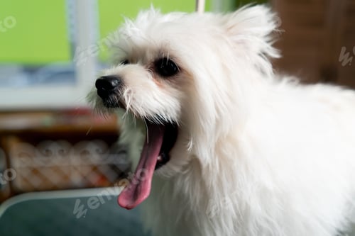 Preview: grooming salon of a white unwashed Pomeranian with his tongue hanging out and his eyes stuck shut