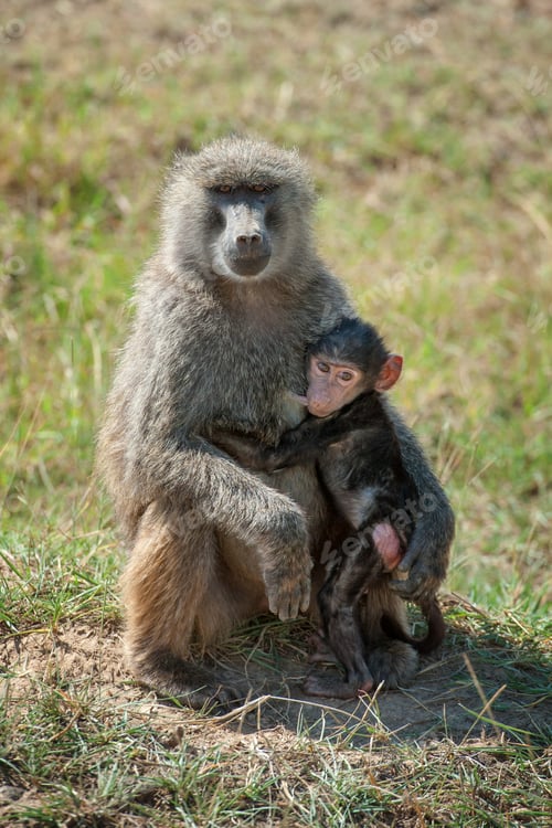 Preview: Baboon in National park of Kenya