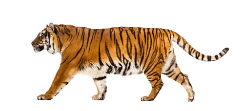 Preview: Tiger