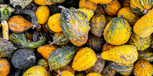 Preview: pumpkin fruit outdoor harvest different types pumpkin varieties food snack copy space food