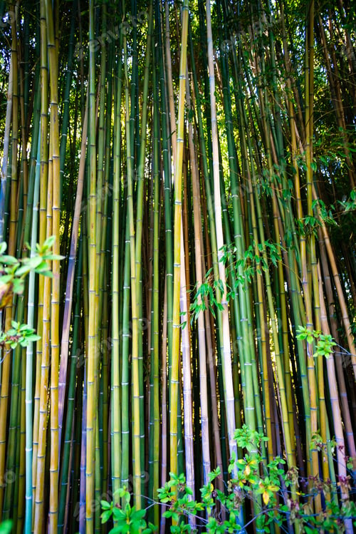 Preview: Green bamboo fence texture background