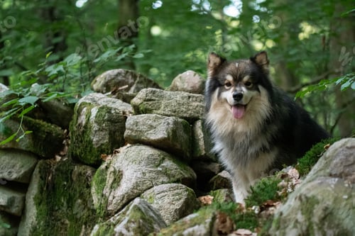 Preview: Portrait of a young Finnish Lapphund dog