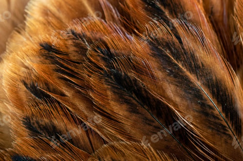 Preview: macro photo of brown hen feathers. background or textura