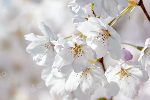 Preview: Springtime White Cherry Blossoms Bloom