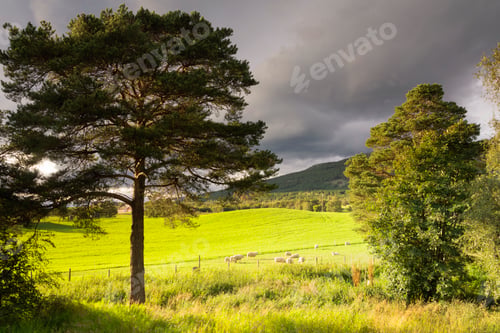 Preview: Sheep on a meadow