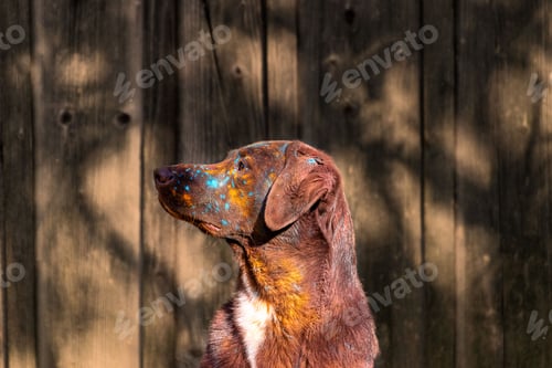 Preview: Colorfully painted dog against wooden backdrop