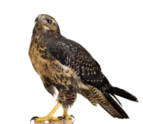 Preview: Young Black-chested Buzzard-eagle () - Geranoaetus melanoleucus