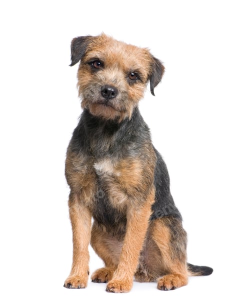 Preview: Border terrier