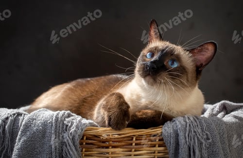 Preview: Pet animal, siamese kitten cat