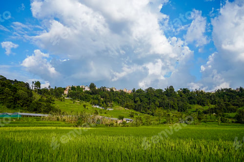 Preview: greenery paddy farmland in Kathmandu