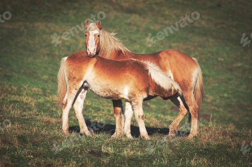 Preview: Mother horse and son