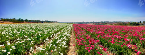 Preview: Springtime brings the prettiest flowers! Carlsbad