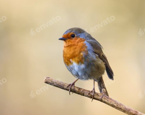 Preview: Small Robin bird perched on tree branch against blurred backdrop