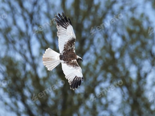 Preview: Western marsh harrier (Circus aeruginosus)
