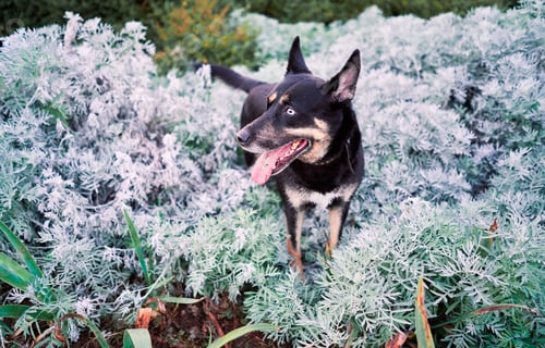 Preview: Portrait of a dog in the park with white and green plants in the background