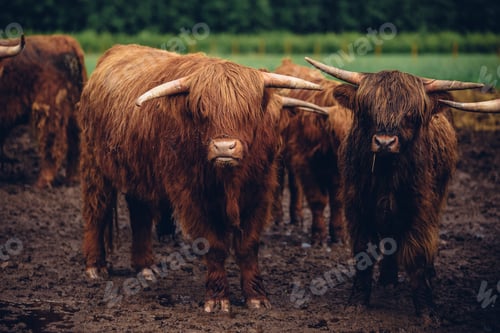 Preview: Closeup shot of a herd of walking brown bulls