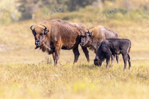Preview: Wisent or European bison group