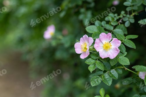Preview: Dog rose Rosa canina light pink flowers in bloom, wild rose flower on a thorn bush