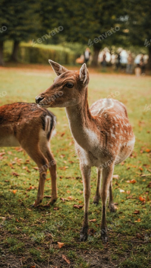Preview: The group of young deer. They are so cute and beautiful with polka dots. Deer farm, the Netherlands