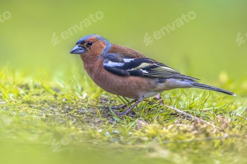 Preview: Wild Common Chaffinch on lawn